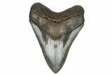 Serrated, Fossil Megalodon Tooth - South Carolina #180939-1